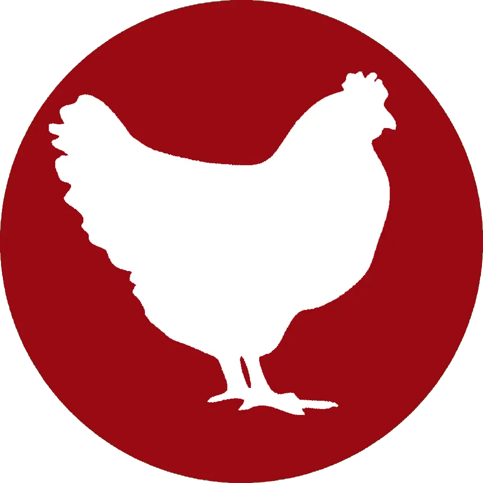 Franchise-Kemitraan-Ranisafriedchicken-ayam